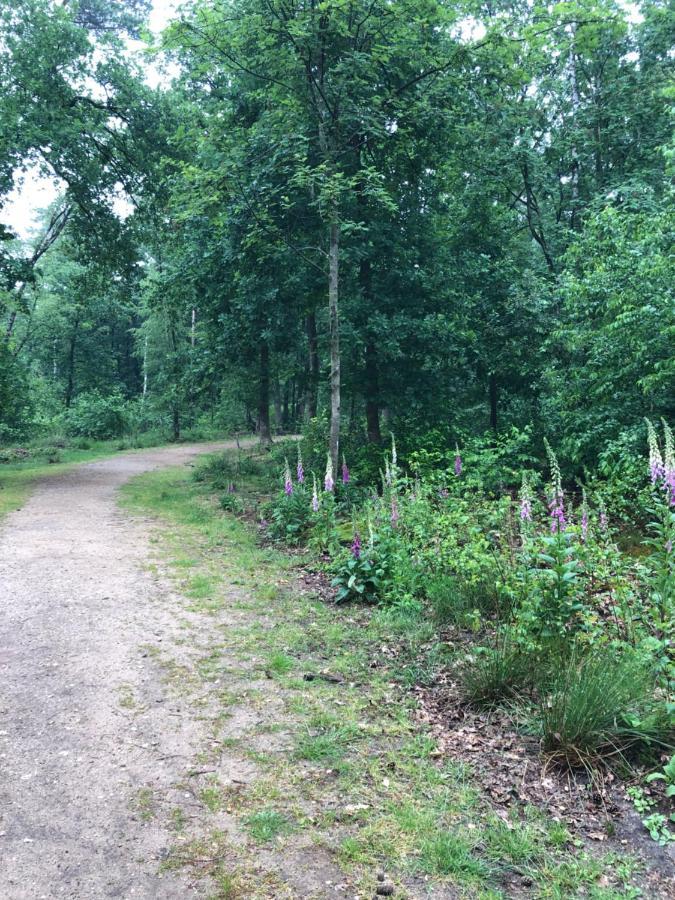 Chalet Bosrand 42 Park Veluwshof 6 P Hoenderloo Esterno foto